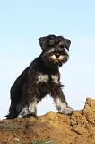 SCHNAUZER NAIN 035